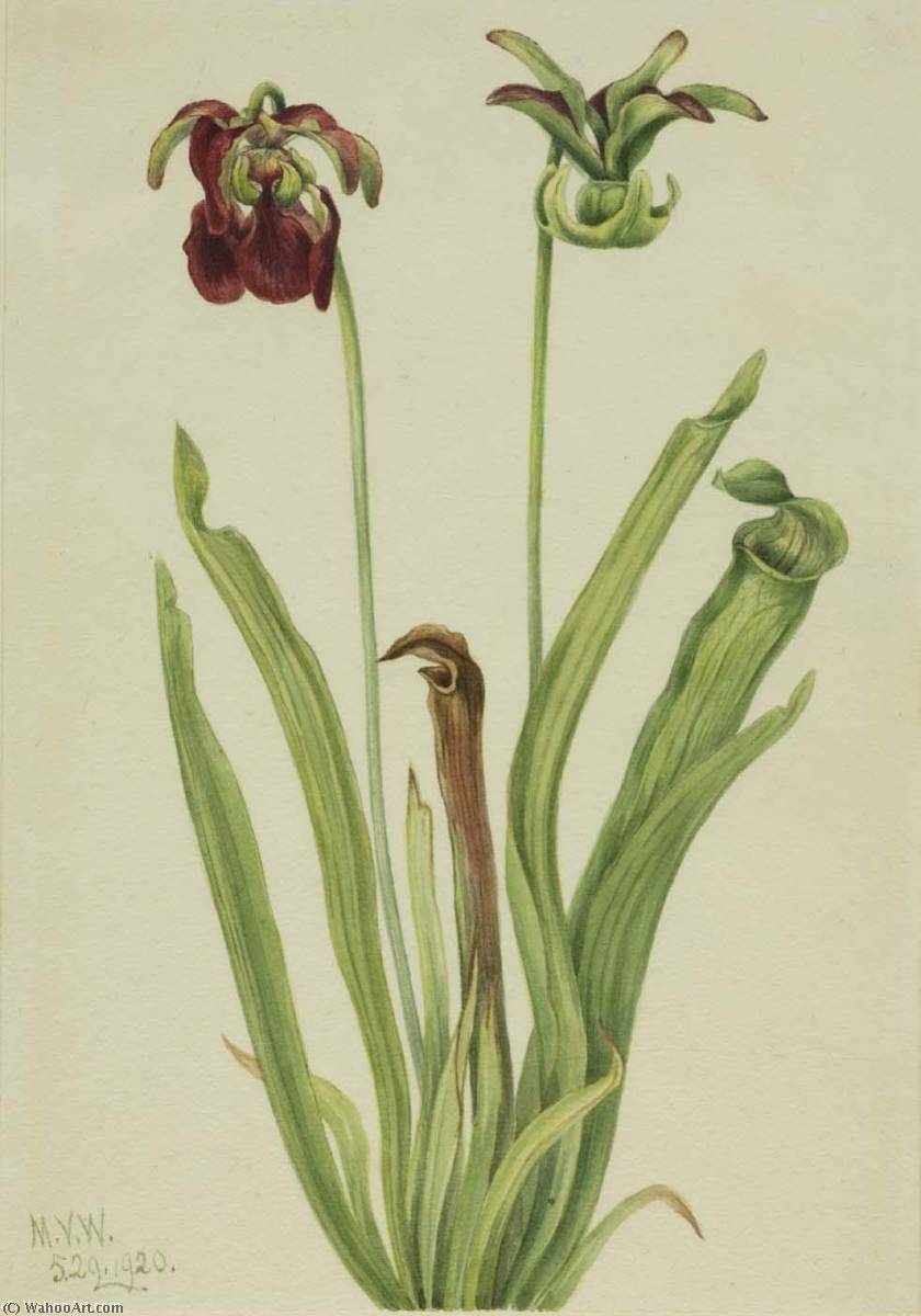 Sweet Pitcherplant (sarracenia Rubra) — Mary Vaux Walcott