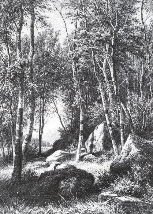 At The Edge Of A Birch Grove. Valaam — Ivan Ivanovich Shishkin