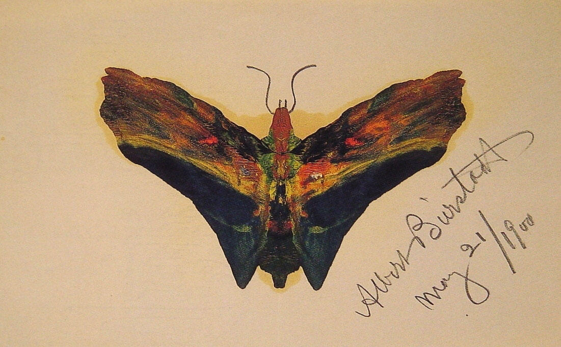 Butterfly (second Version) — Альберт Биерштадт