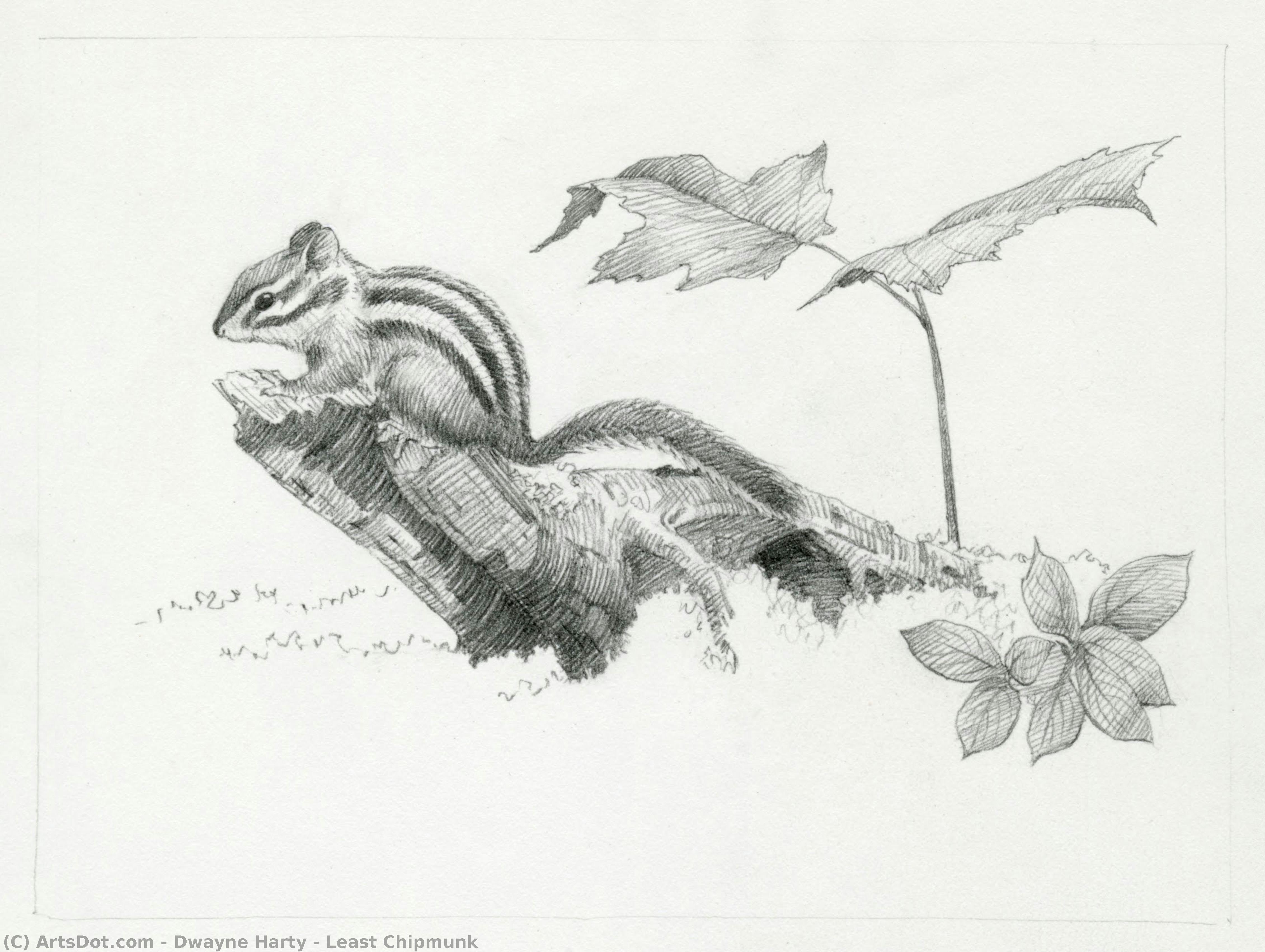 Least Chipmunk — Dwayne Harty
