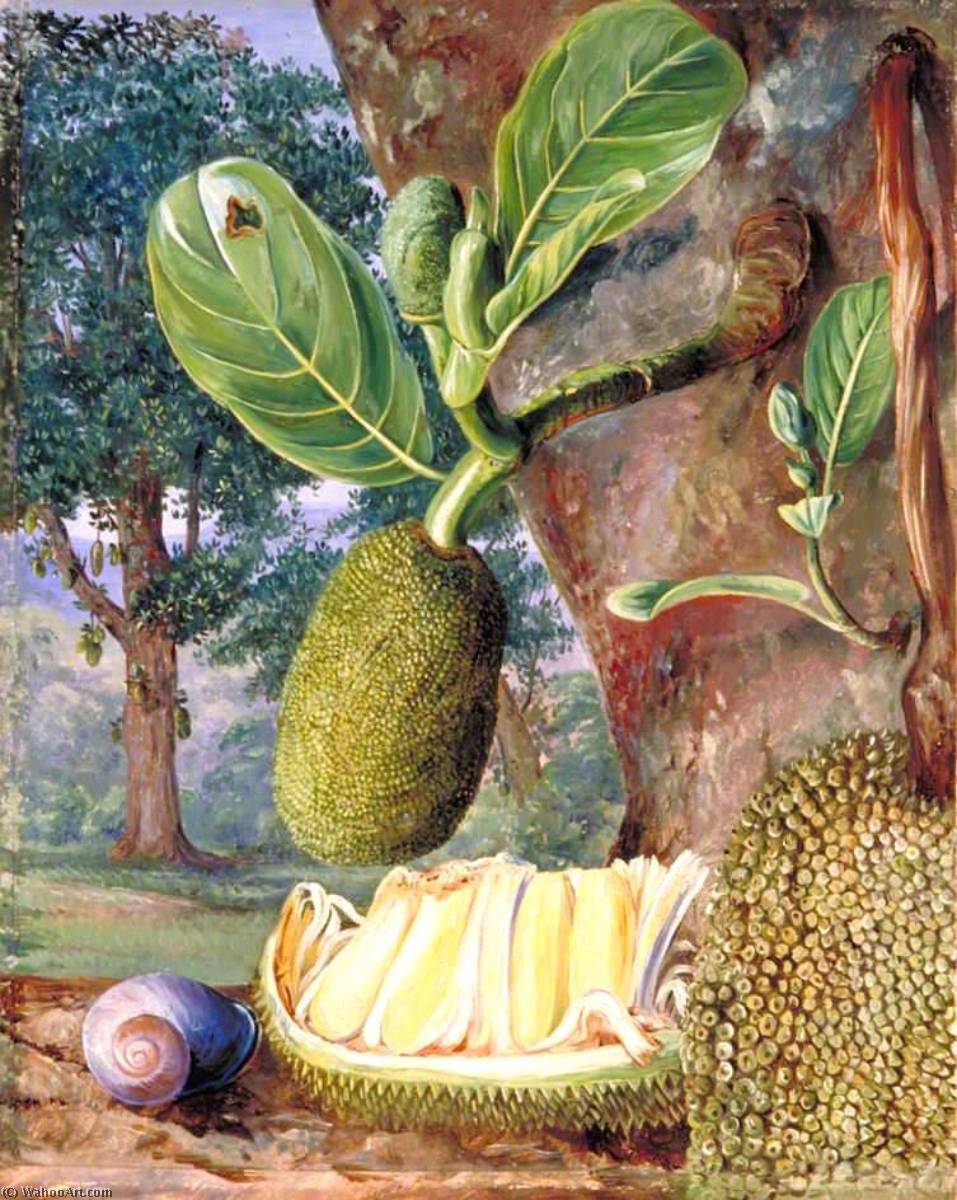 Jak Fruit, Singapore — Marianne North