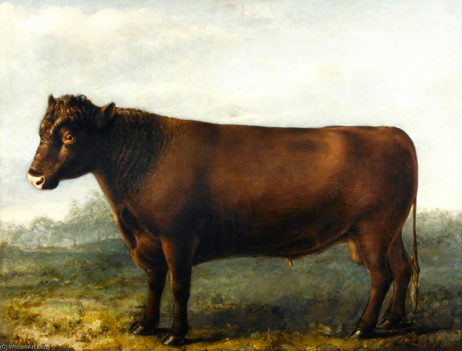Polled Suffolk Bull — Уильям Шилс