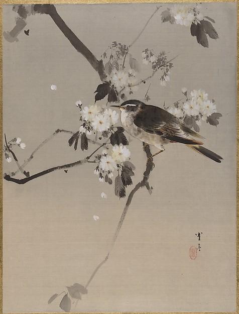桜に小禽図 Birds On A Flowering Branch — Watanabe Seitei