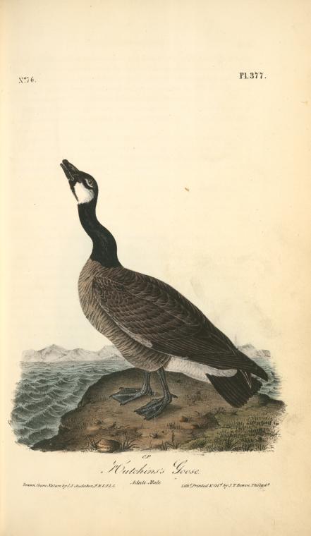 Hutchins's Goose. Adult Male — John James Audubon