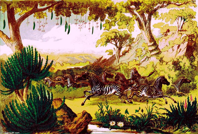 Zebra — Thomas Baines