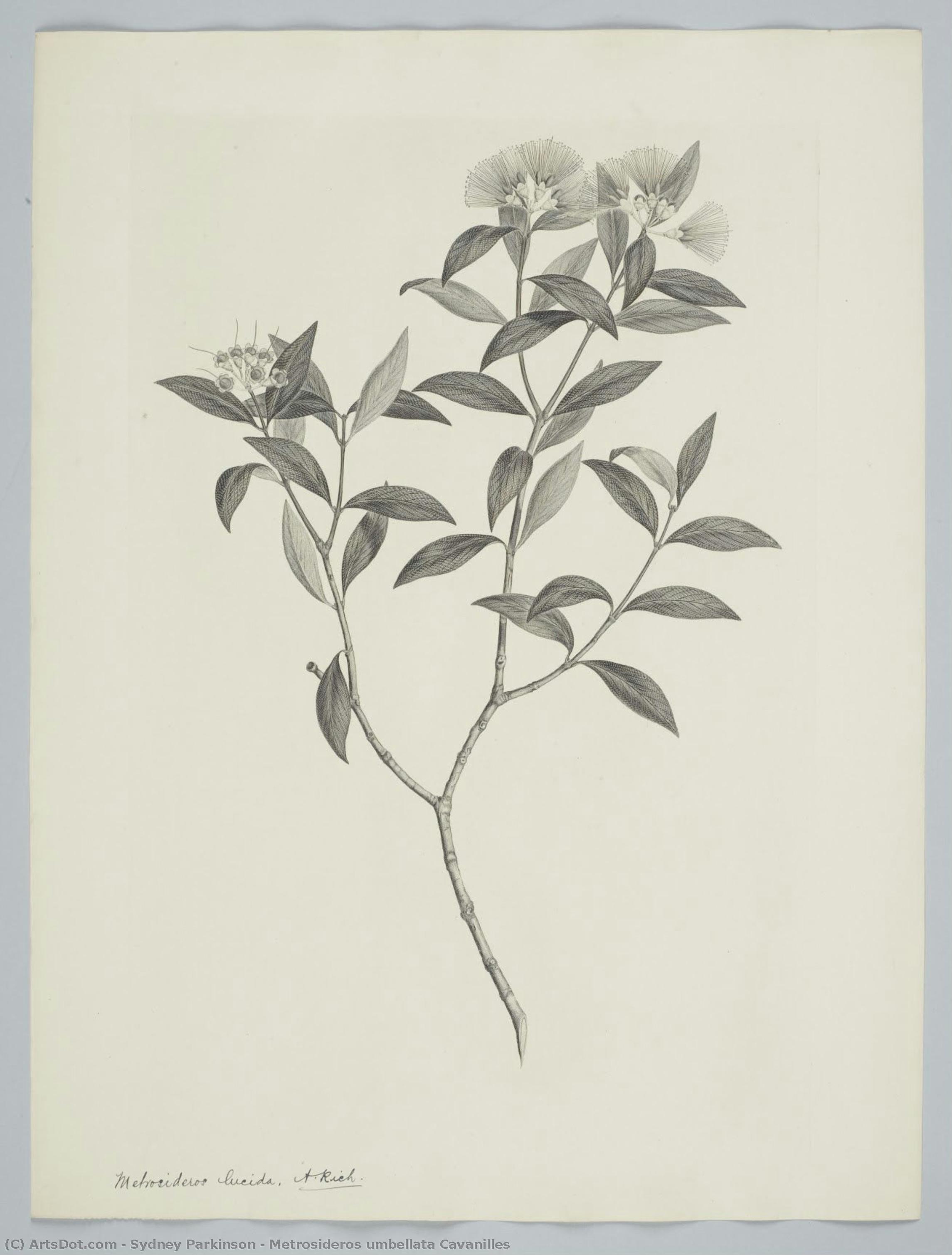 Metrosideros Umbellata Cavanilles — Sydney Parkinson
