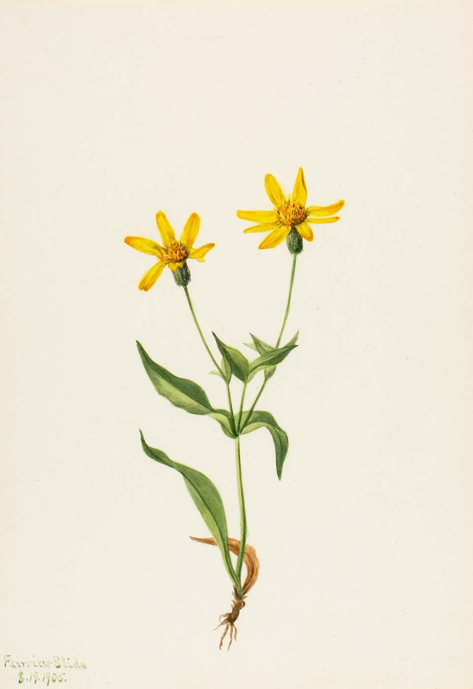 Arnica Alpina — Mary Vaux Walcott