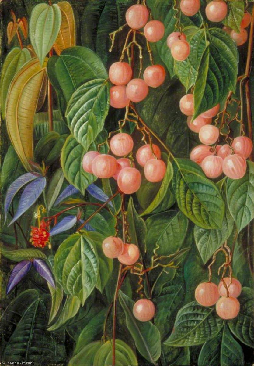 Plants Of The Sarawak, Borneo — Marijana Nort
