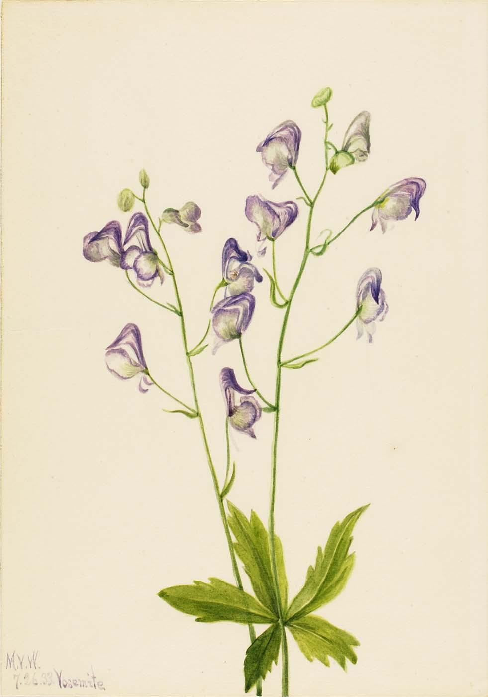 Western Monkshood (aconitum Columbianum) — Mary Vaux Walcott