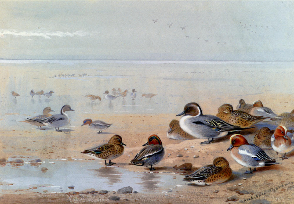 Pintail, Teal And Wigeon, On The Seashore — Archibald Thorburn