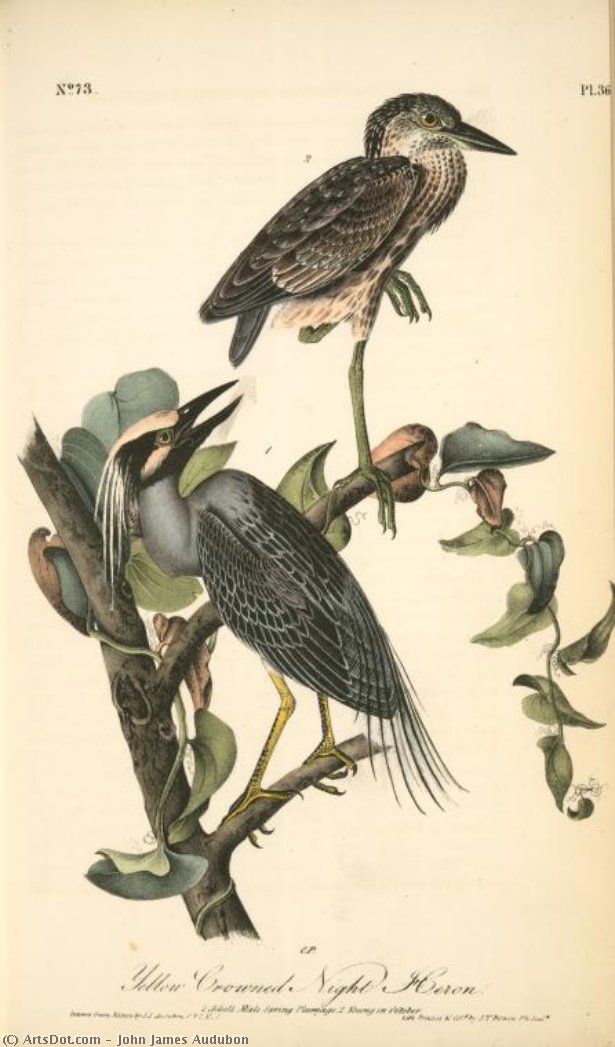 Yellow-crowned Night Heron, Or Qua Bird. 1. Adult Male Spring Plumage. 2. Young In October — John James Audubon