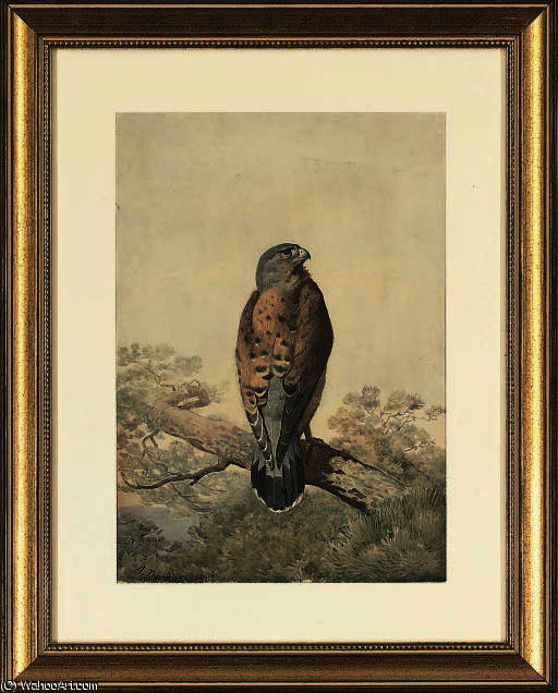 A Perched Kestrel — アーチボルド・ソーバーン