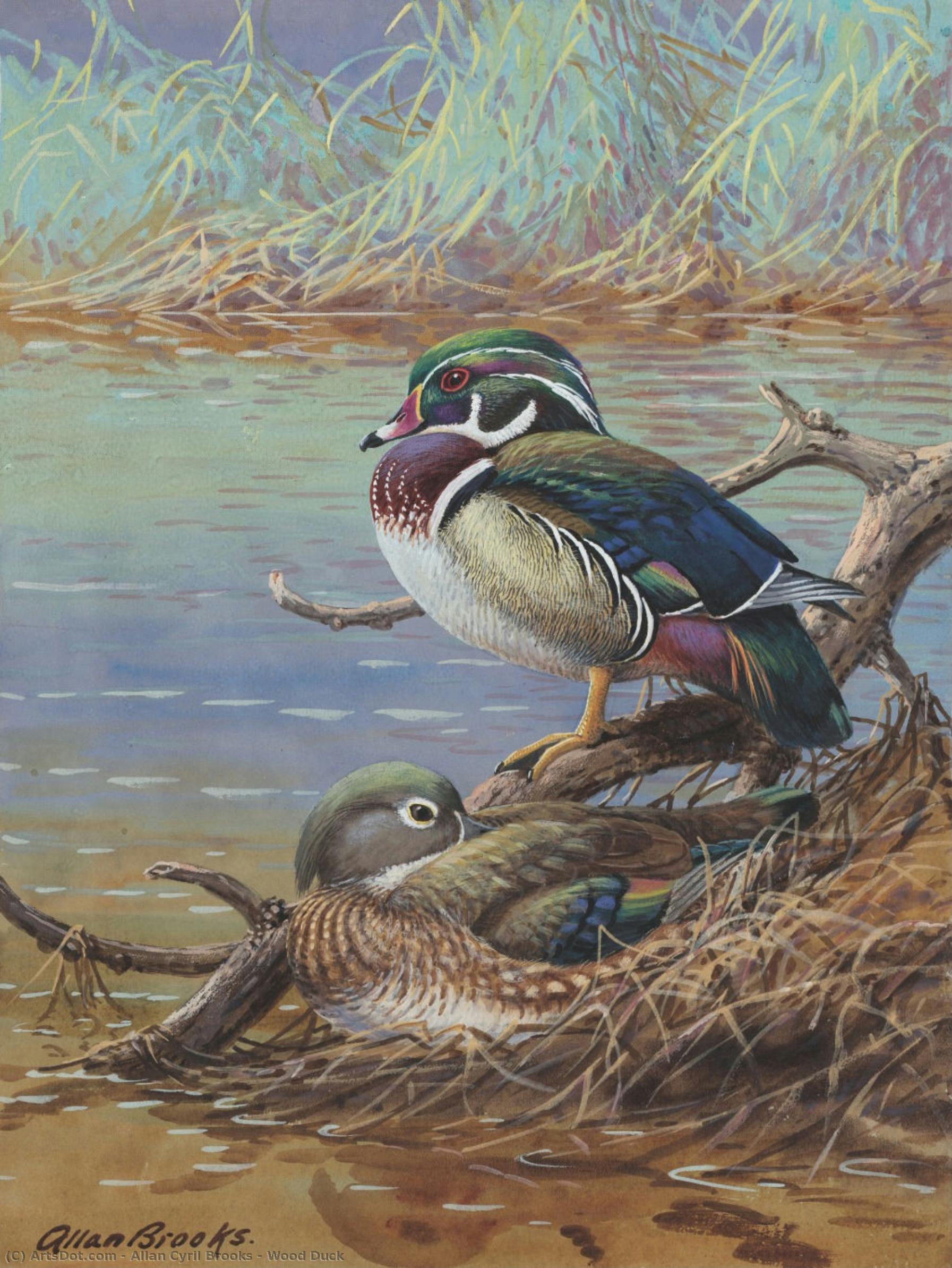 Wood Duck — Allan Cyril Brooks