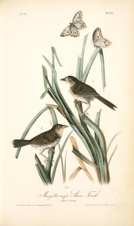 Macgillivray's Shore-finch. 1. Male. 2. Female — John James Audubon