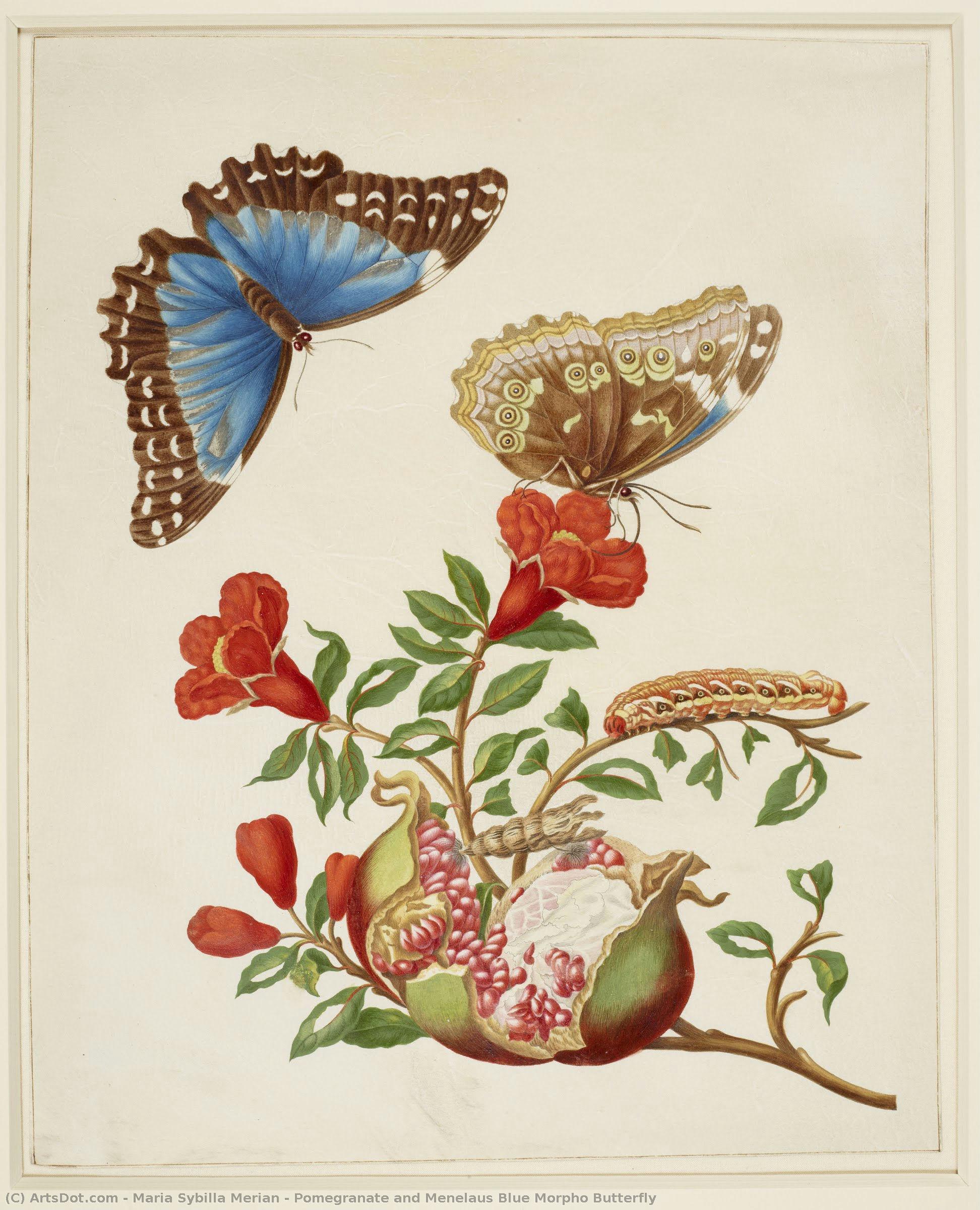 Pomegranate And Menelaus Blue Morpho Butterfly — Marija Sibila Merijan