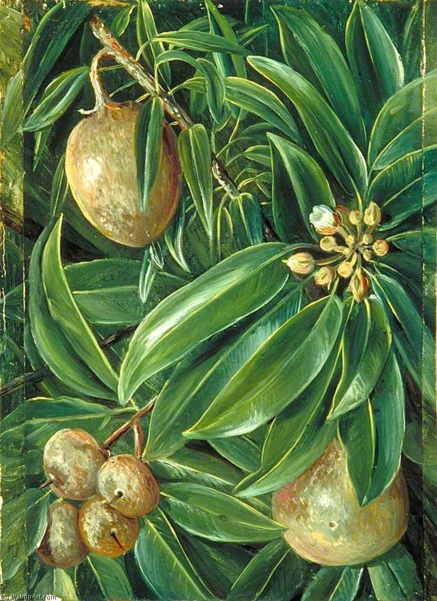 Foliage, Flowers And Fruit Of The Sapodilla Plum — Marijana Nort