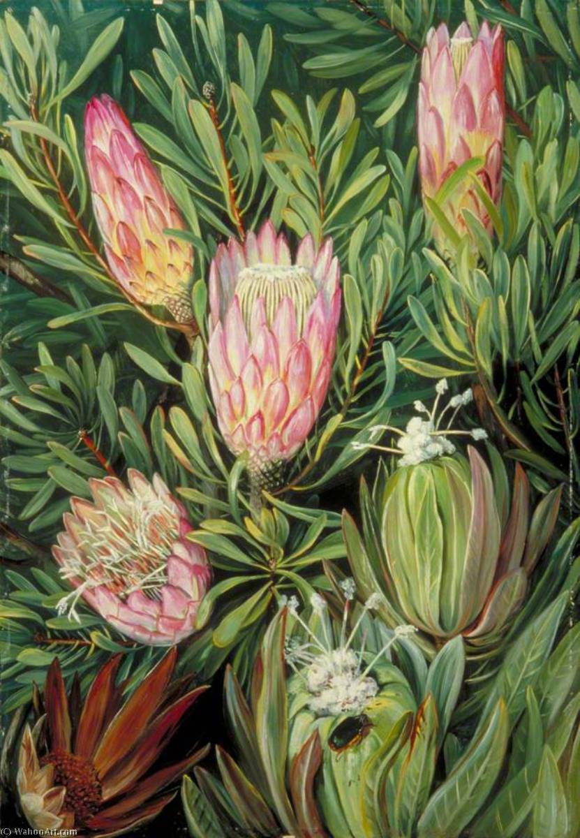 Das Treiben Der Ameisen Zwischen Den Blumen — Marianne North