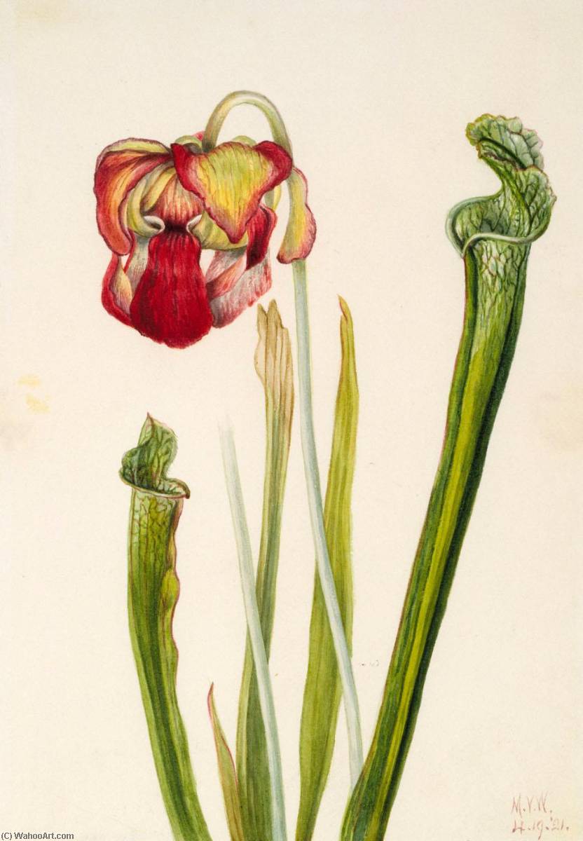 Drummond Pitcherplant (sarracenia Drummondii) — Mary Vaux Walcott