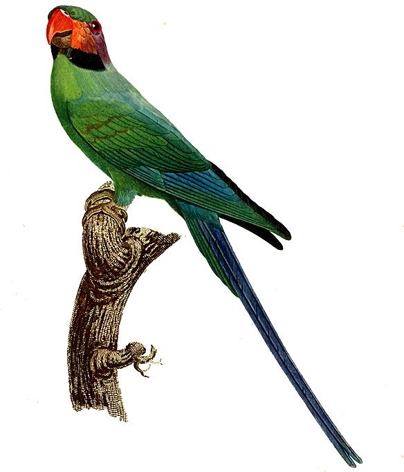 Psittacula Longicauda — Жак Баррабан