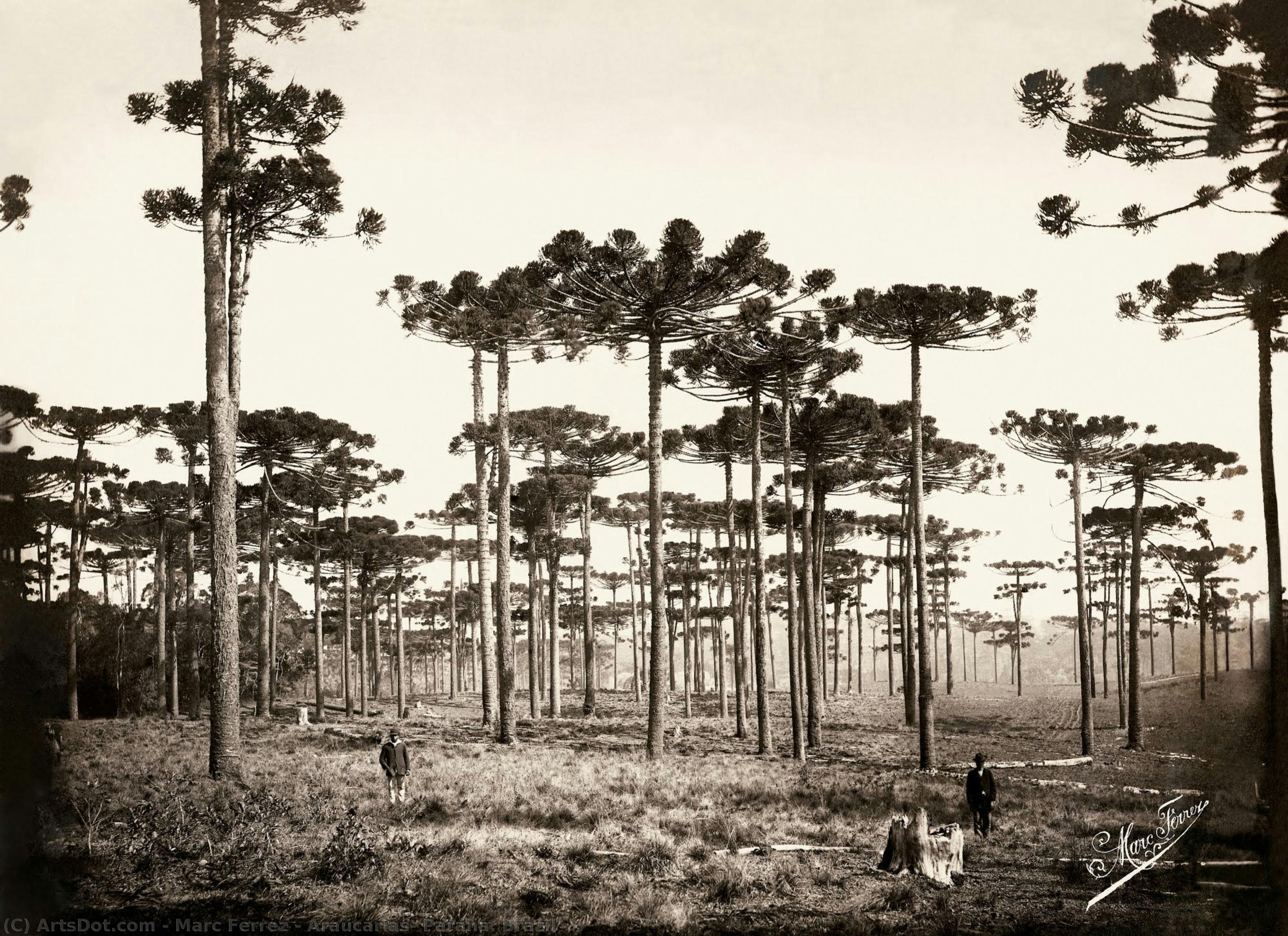 Araucárias, Paraná. Brazil — Marc Ferrez
