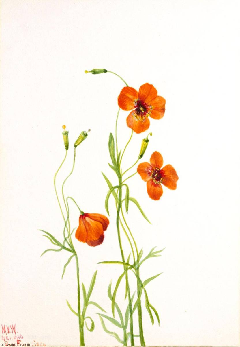 Wind Poppy (stylomecon Heterophylla) — Mary Vaux Walcott