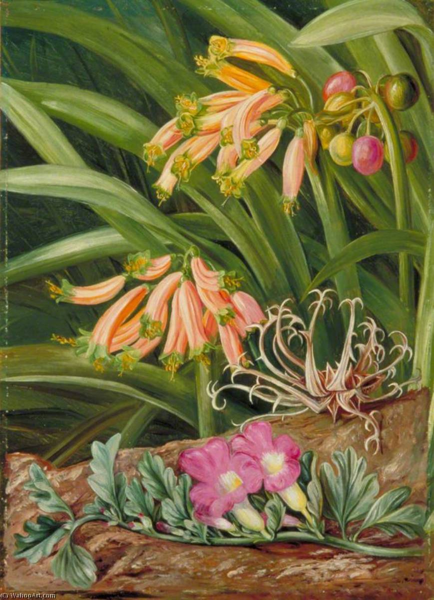 Clivia Und Grapnel-pflanze, Südafrika — Marianne North