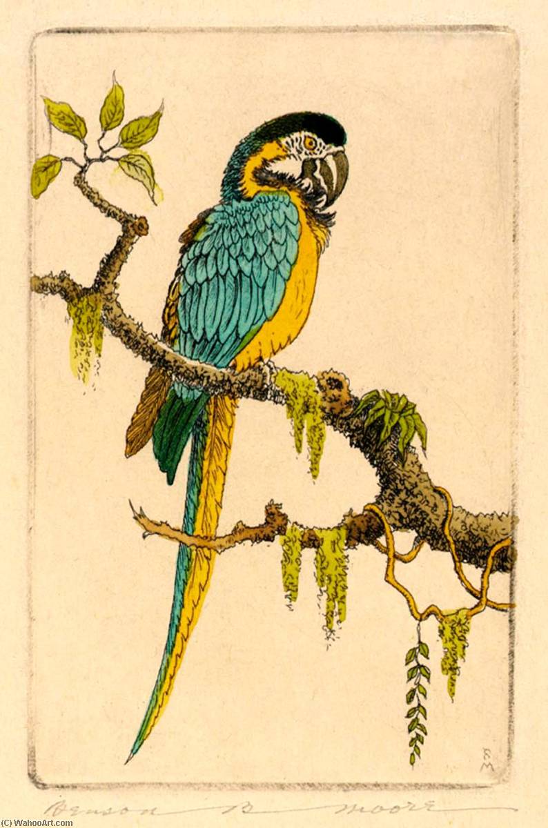 Macaw — Benson B Moore