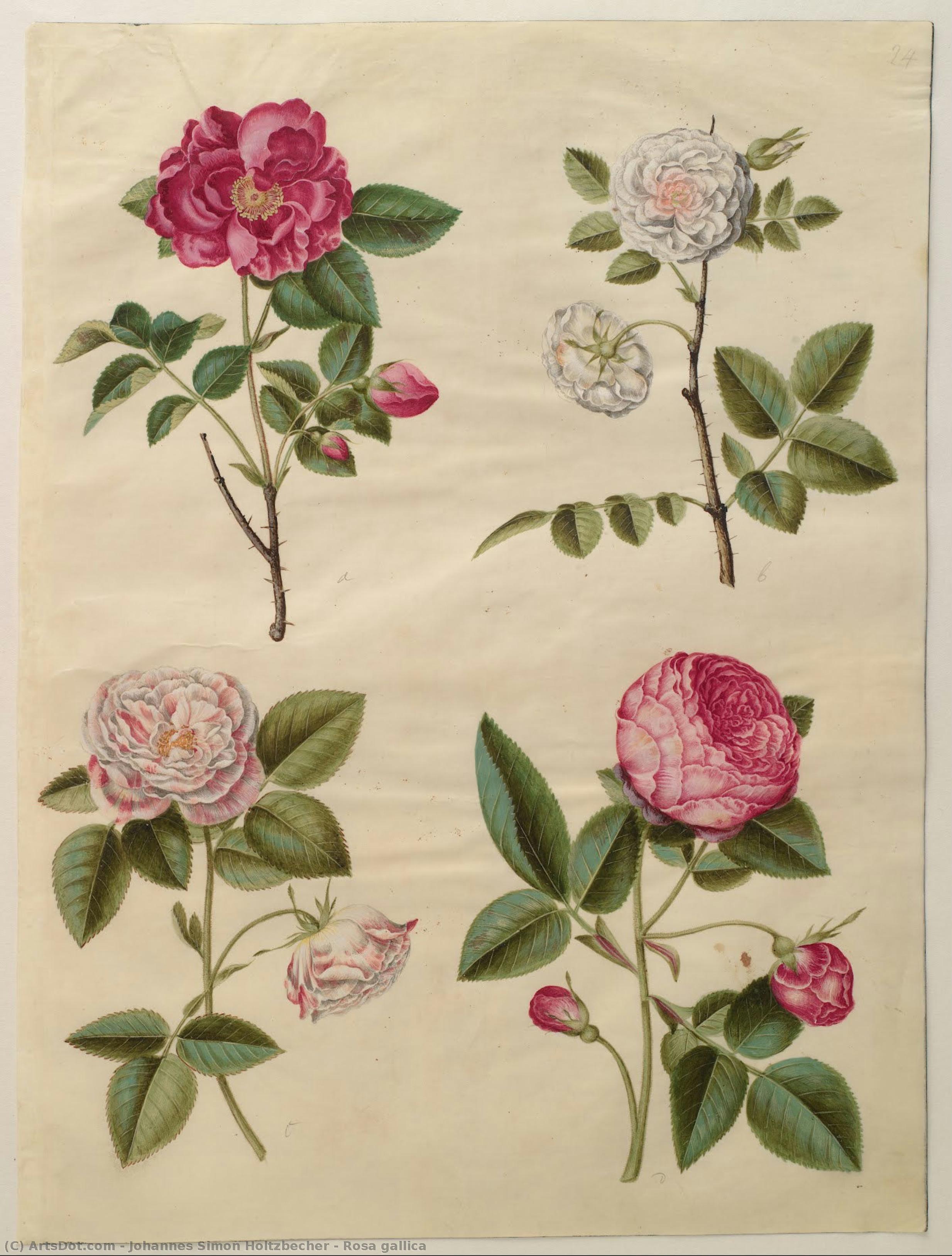 Rosa Gallica — Йоханнес Симон Хольцбехер