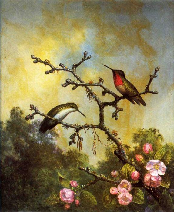 Ruby-throated Hummingbirds With Apple Blossoms — Мартин Джонсон Хед