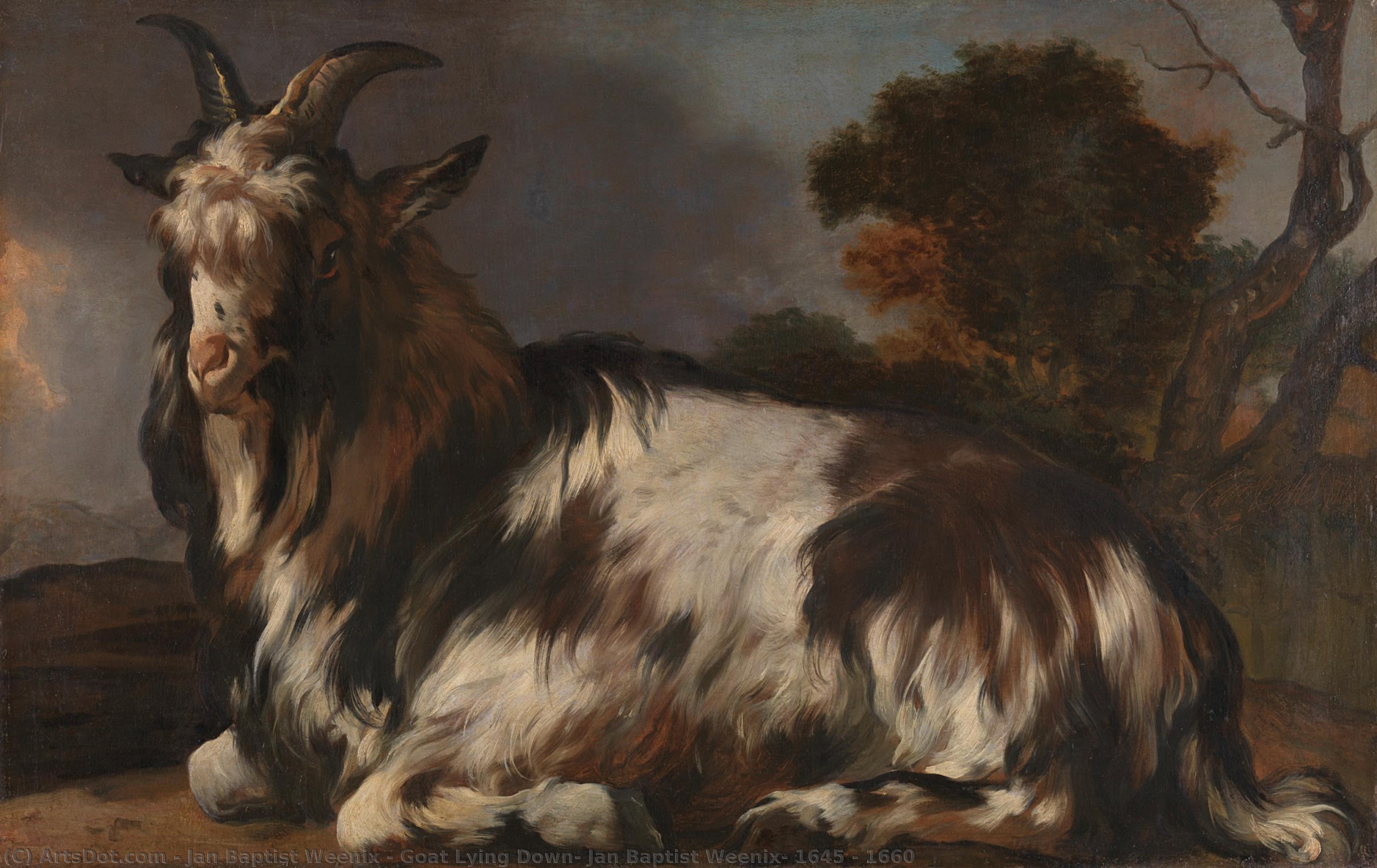 Goat Lying Down, Jan Baptist Weenix, 1645 - 1660 — Jan Baptist Weenix