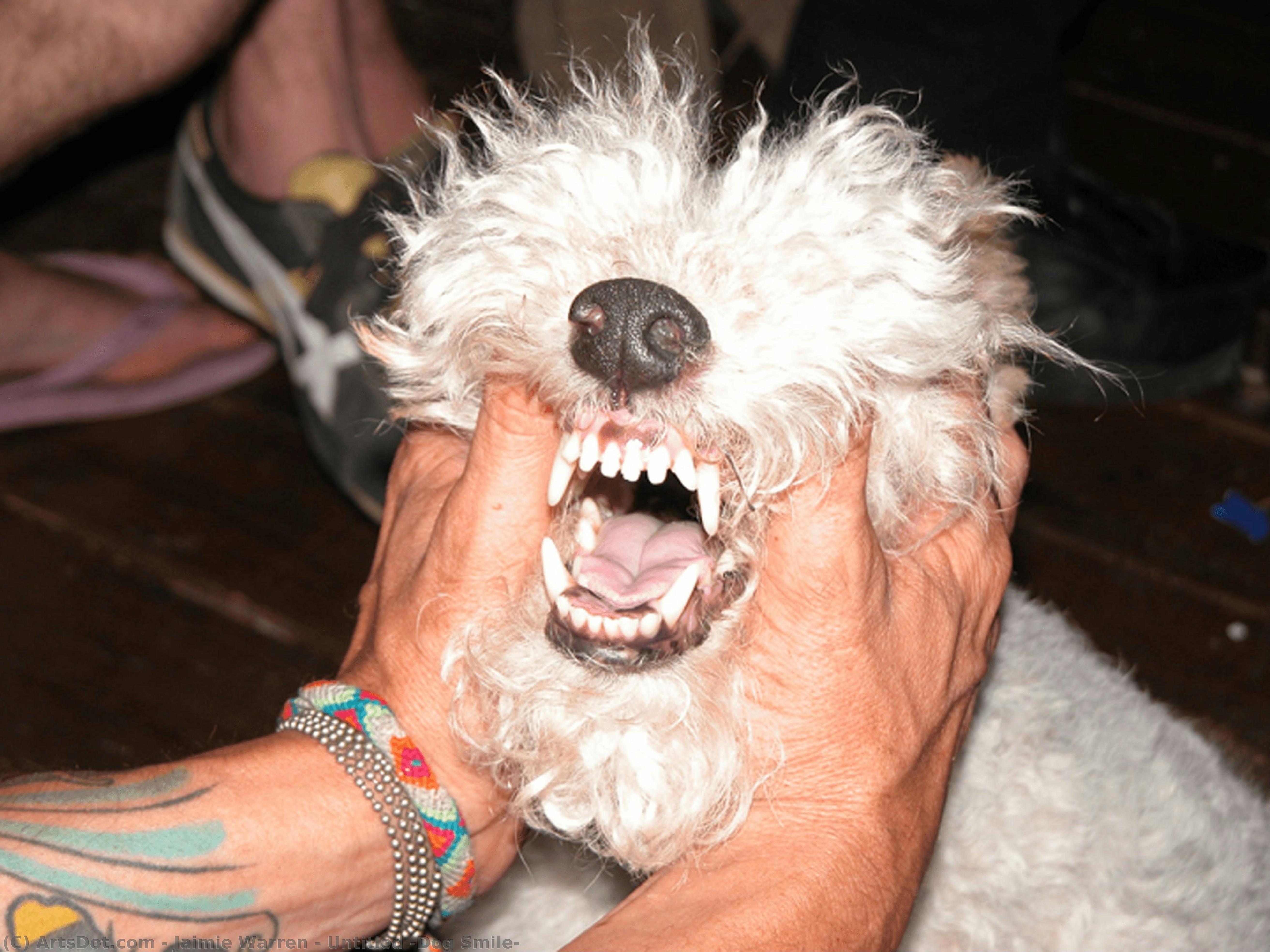 Untitled (dog Smile) — Jaimie Warren