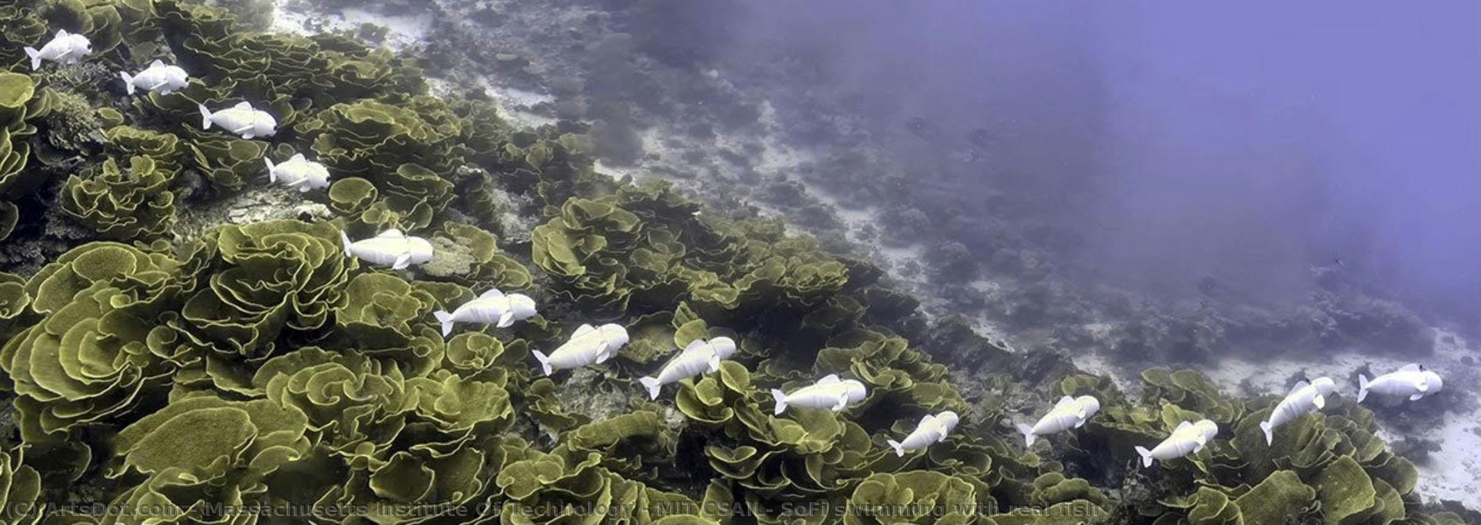 Mit Csail, Sofi Swimming With Real Fish — Massachusetts Institute Of Technology