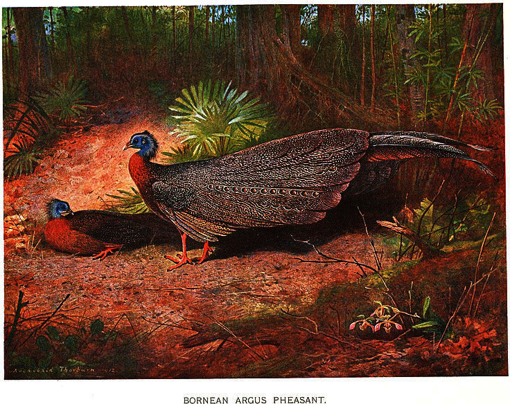 Argusianus Argus Grayi — アーチボルド・ソーバーン