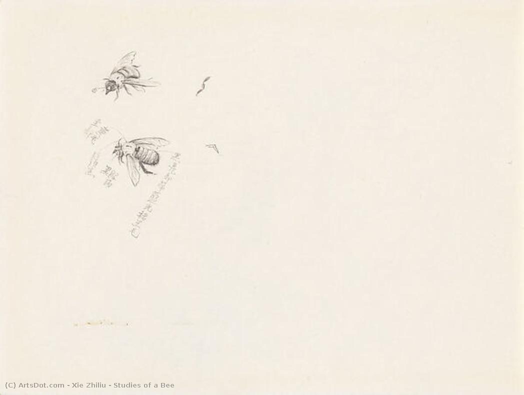 Studies Of A Bee — Xie Zhiliu