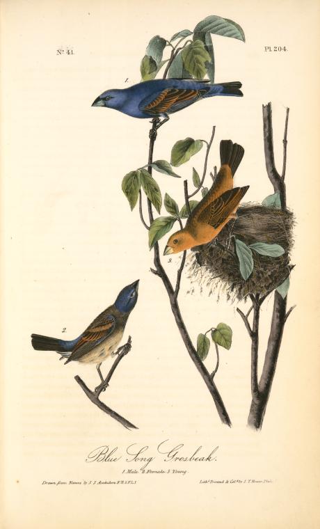Blue Song Grosbeak. 1. Male. 2. Female. 3. Young — John James Audubon