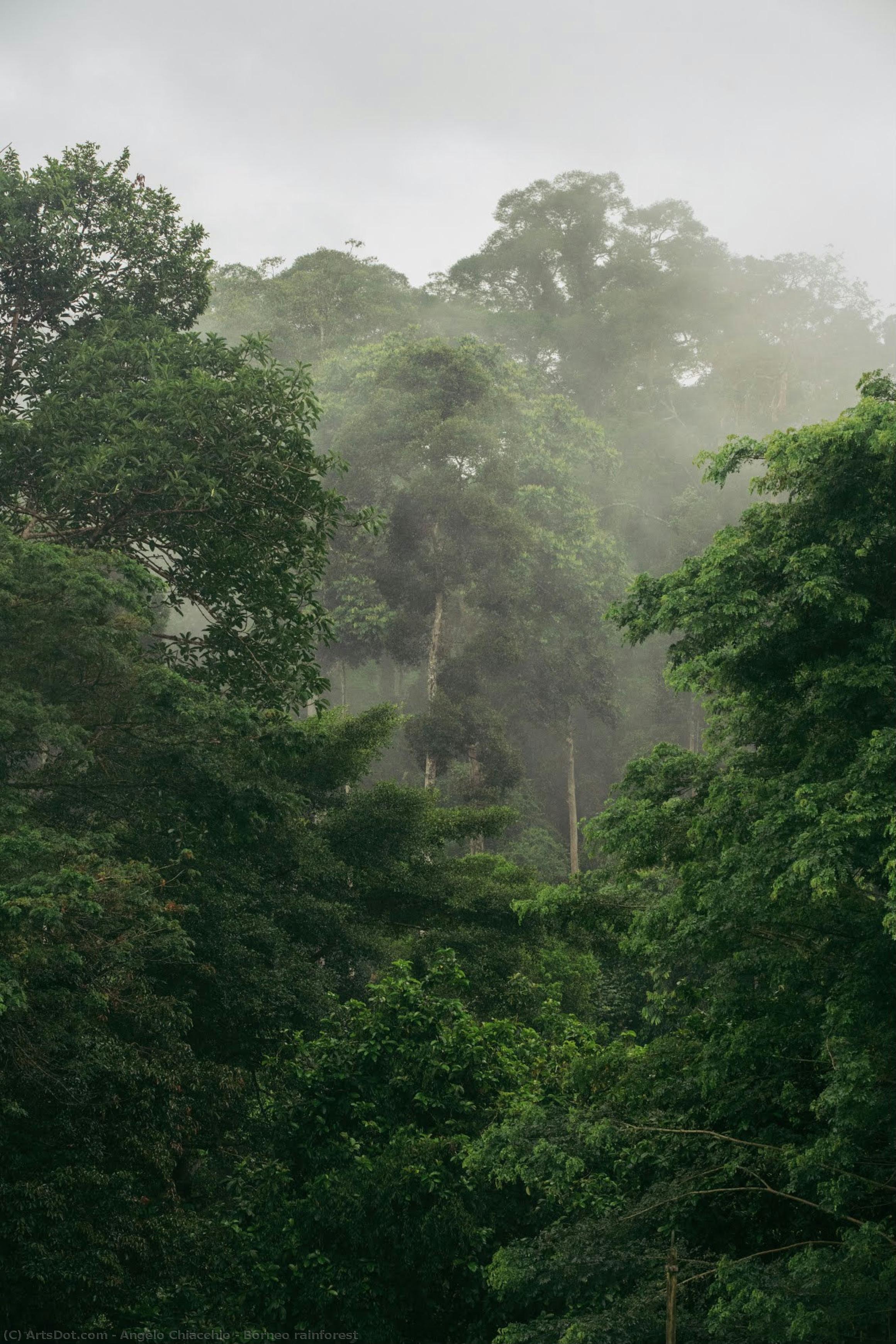 Borneo Rainforest — アンジェロ・キアッキオ