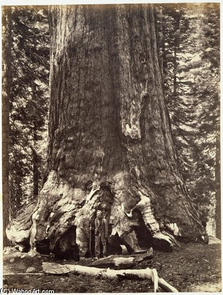 Base Of The Grizzly Giant — Carleton Emmons Watkins