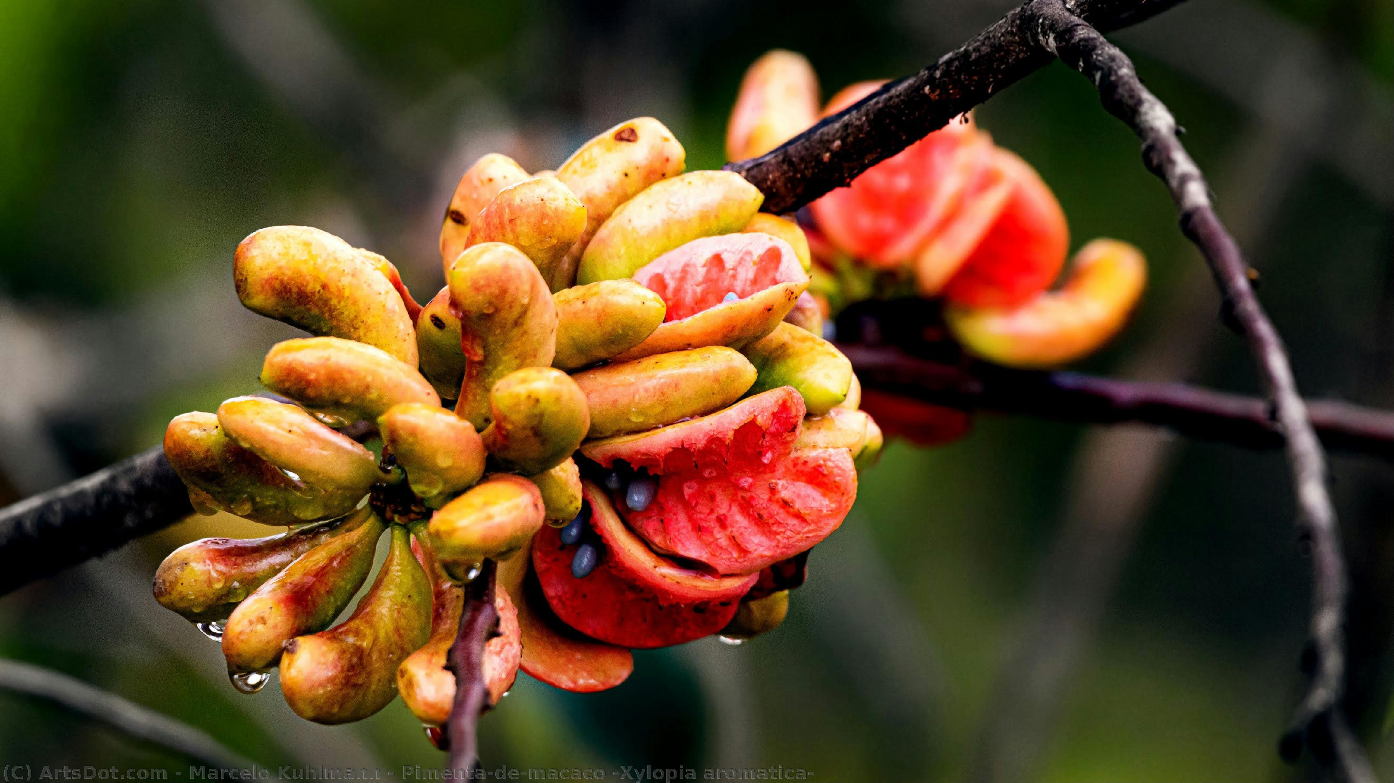 Pimenta-de-macaco (xylopia Aromatica) — Marcelo Kuhlmann