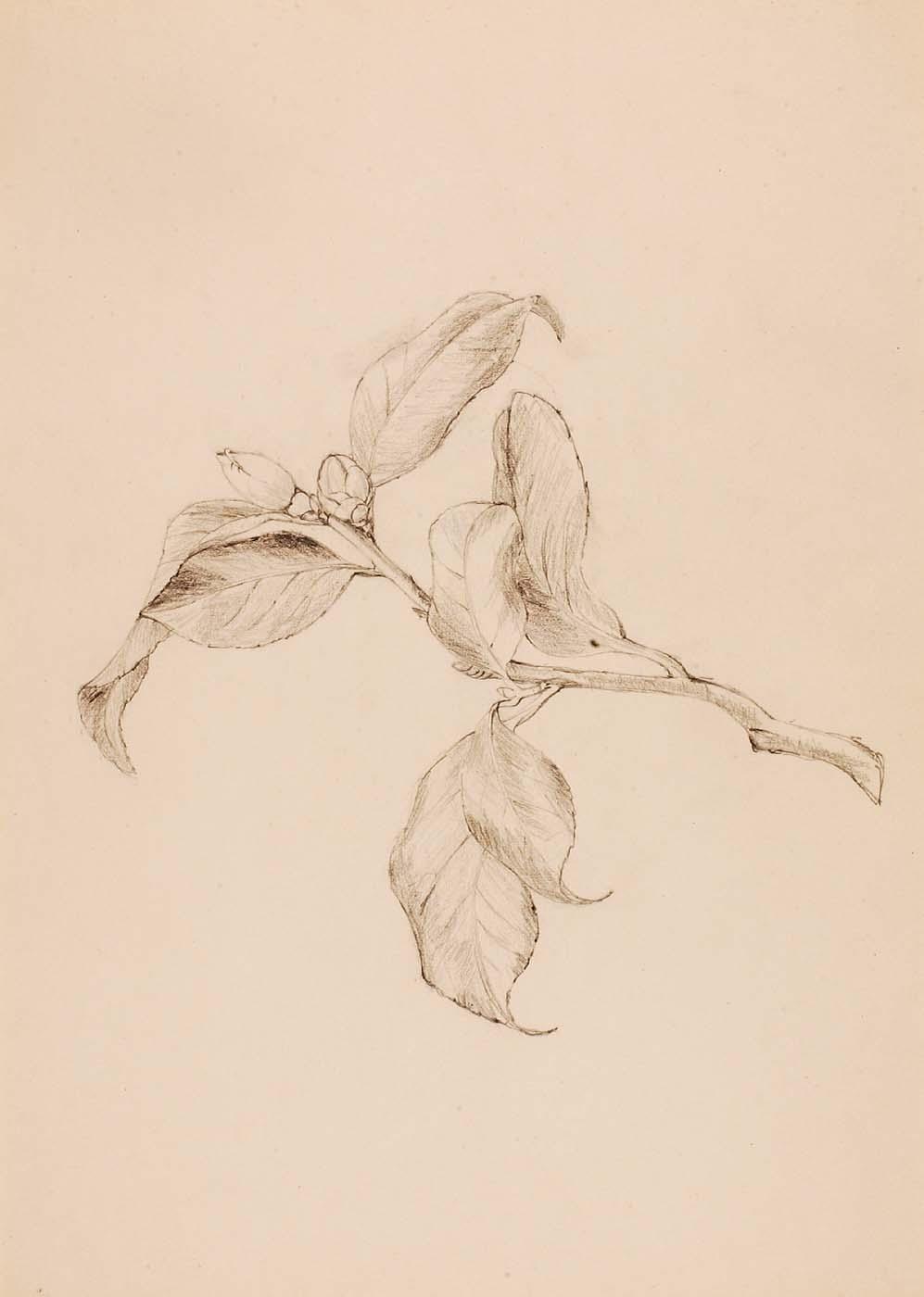 Gardenia Leaves And Buds — Florence Koehler