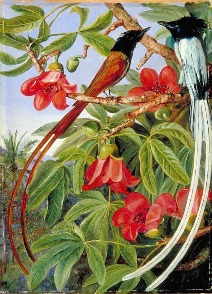 Foliage And Flowers Of The Red Cotton Tree And A Pair Of Long Tailed Fly Catchers, Ceylon — Marijana Nort