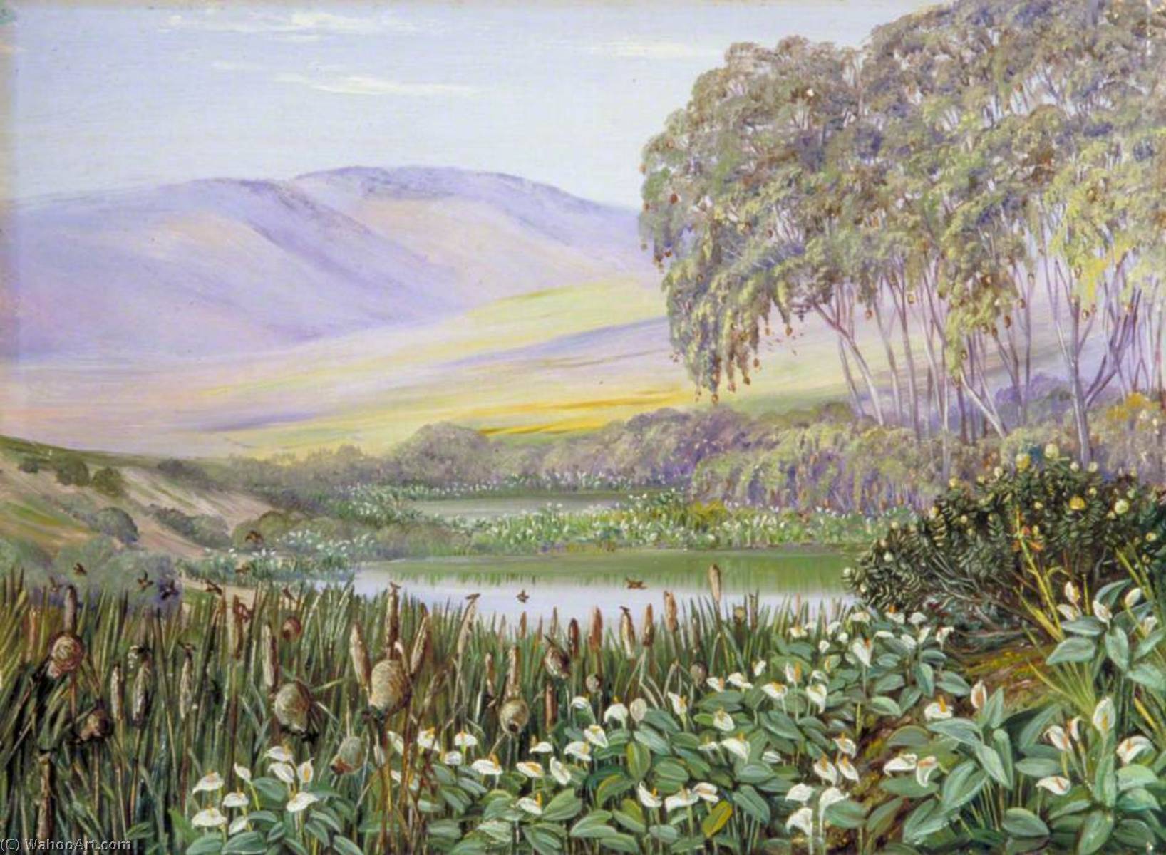 Gesellige Vögel Und Gesellige Kräuter In Malmesbury, Südafrika — Marianne North