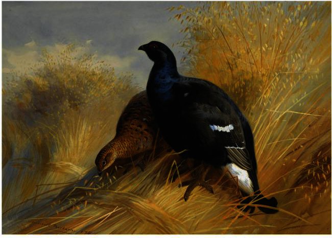 Blackgame On Corn Stooks — Archibald Thorburn
