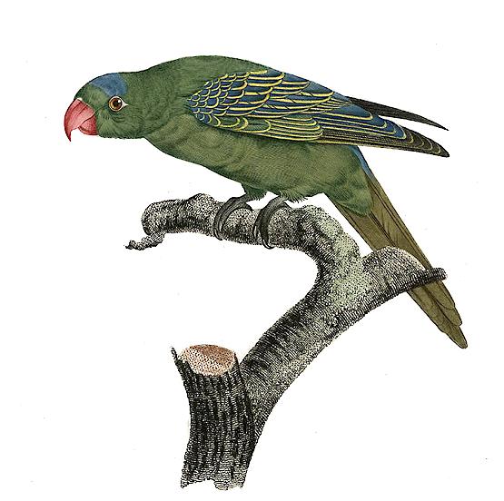 Tanygnathus Lucionensis — Жак Баррабан
