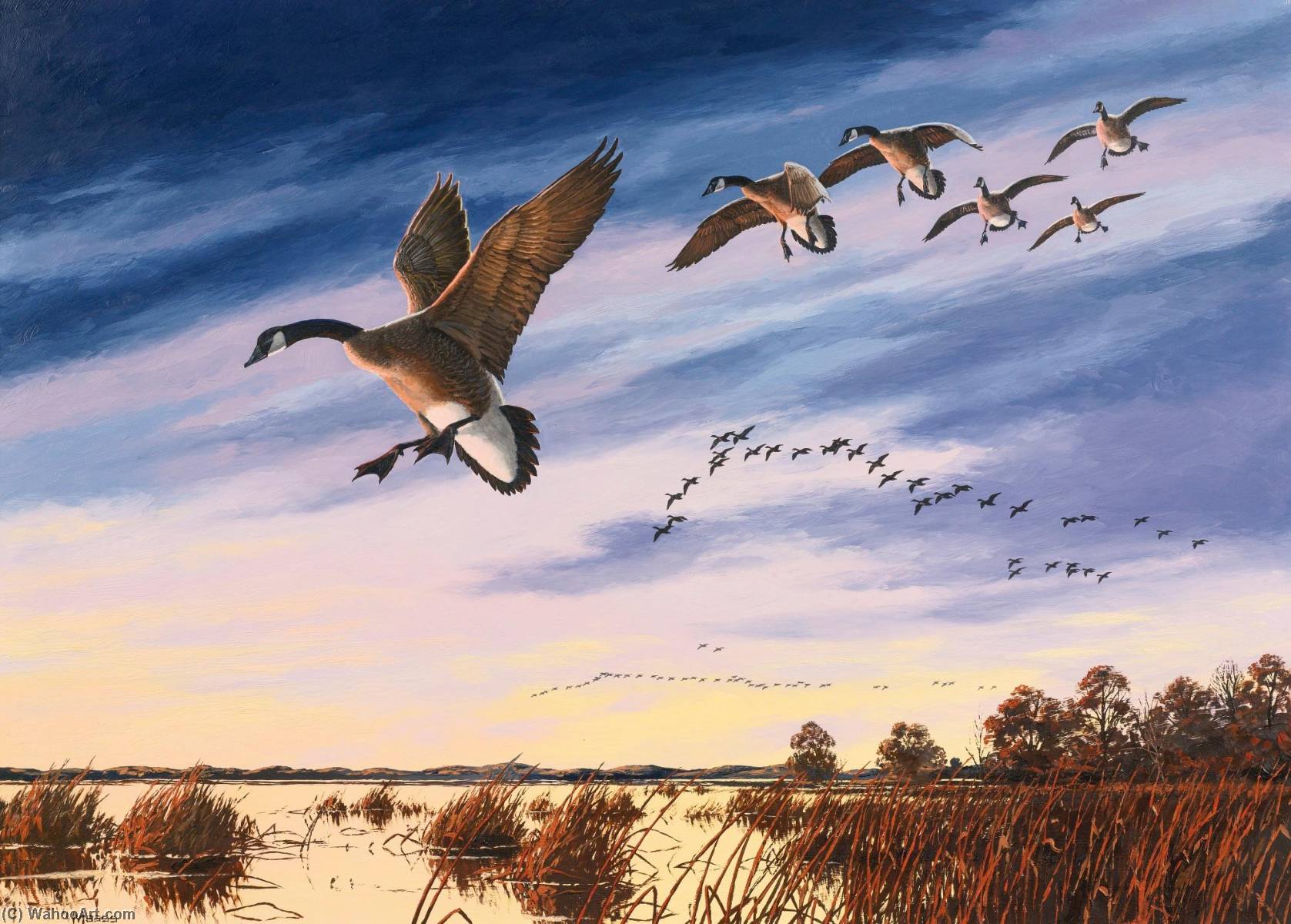 Canada Geese Landing In A Marsh — David Maass