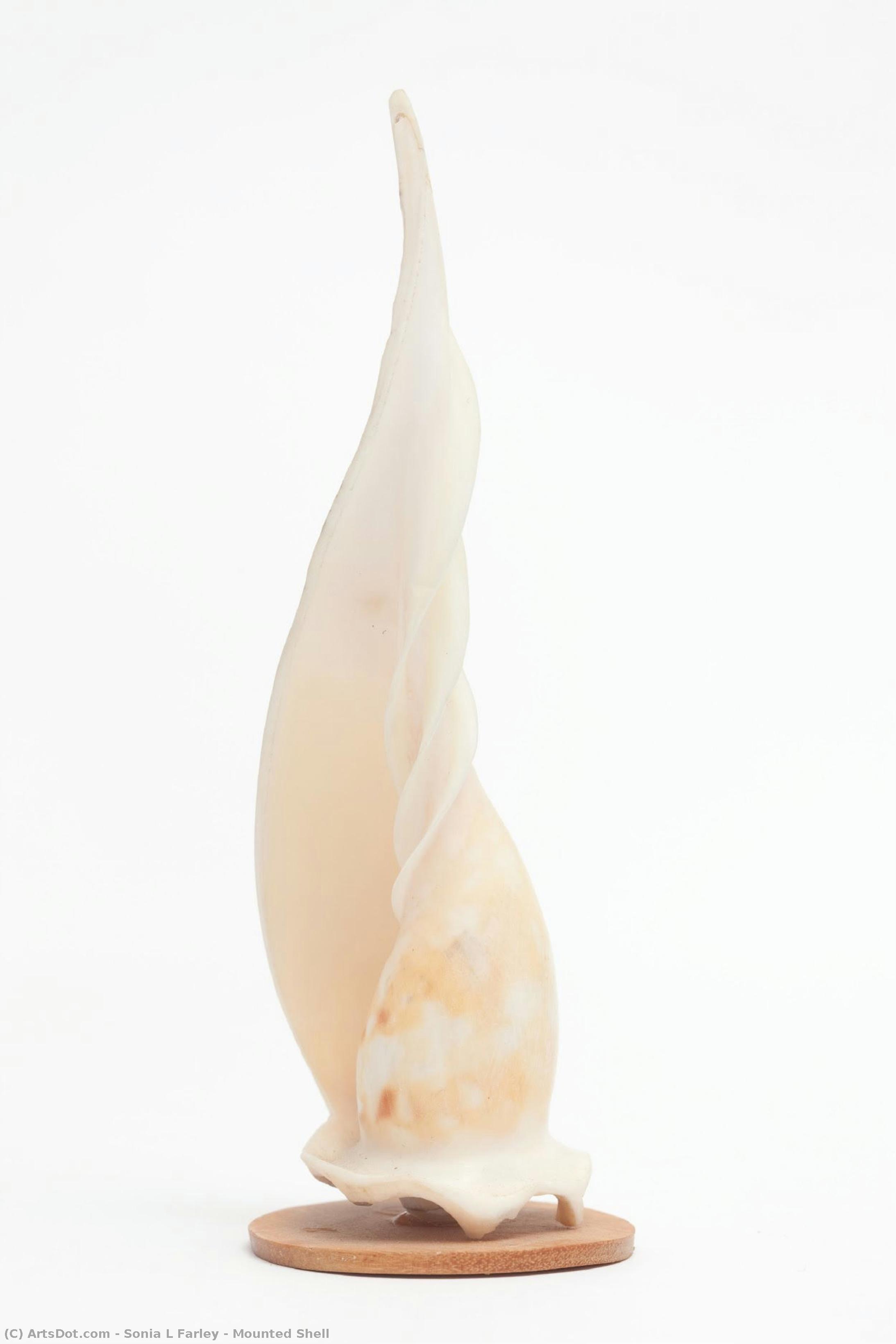 Mounted Shell — Sonia L Farley