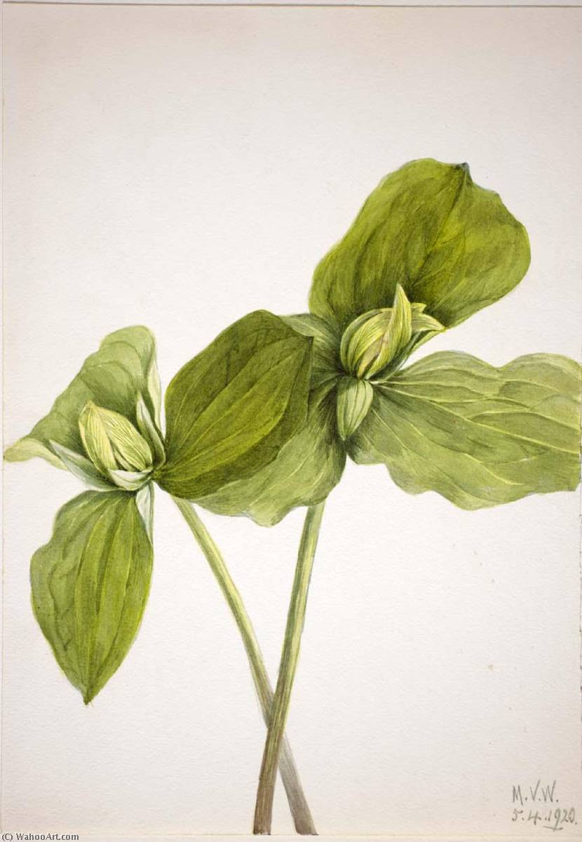 Toad Trillium (trillium Sessile) — Mary Vaux Walcott