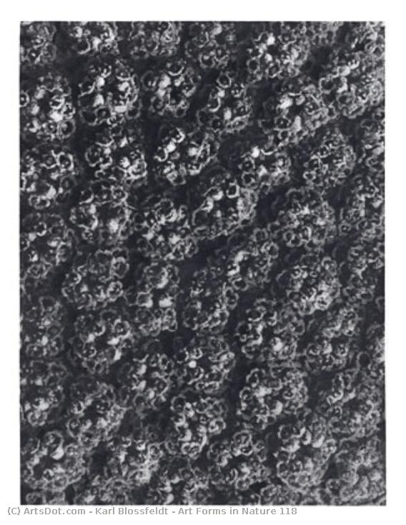 Art Forms In Nature 118 — Karl Blossfeldt