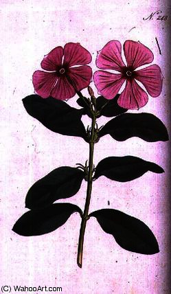 Periwinkle , Plate 248 From William Curtis — Sydenham Teast Edwards