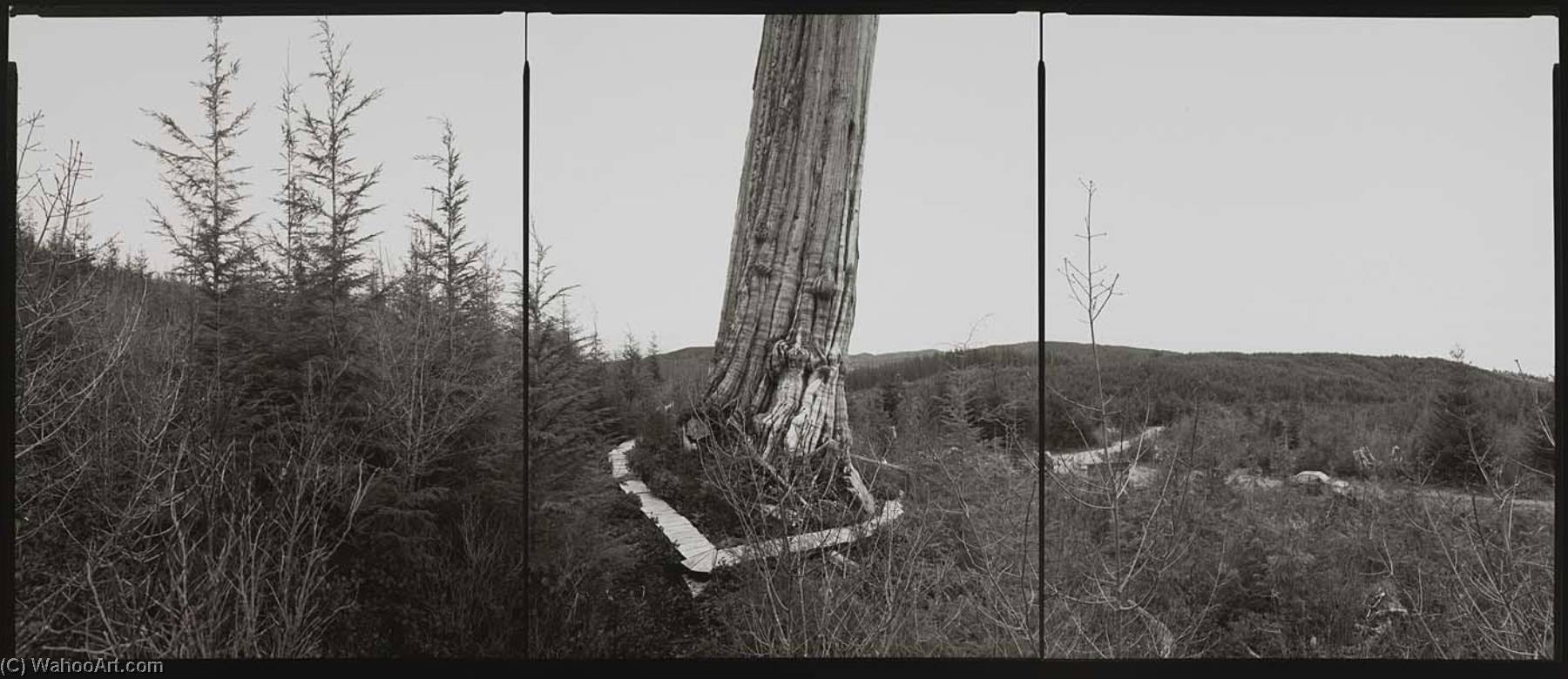 National Champion Western Redcedar, Washington, 1993 — Barbara Bosworth