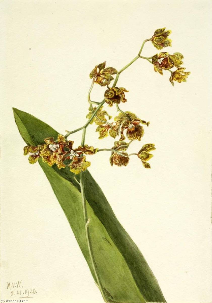 Spotted Cyrtopodium (cyrtopodium Punctatum) — Mary Vaux Walcott